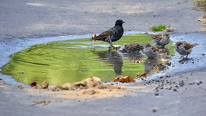 Moineau domestique  - Hanna Żelichowska