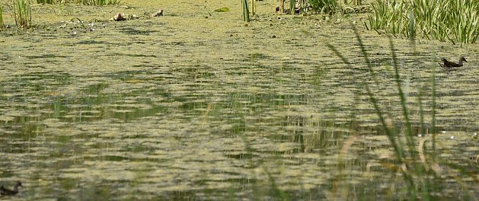 Common Moorhen  - Hanna Żelichowska