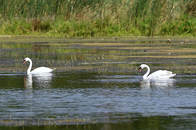 Cygne tuberculé  - Hanna Żelichowska