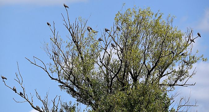 Common Wood Pigeon  - Hanna Żelichowska