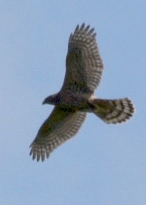 Eurasian Goshawk  - Hanna Żelichowska