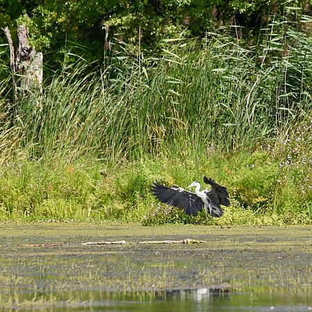 Grey Heron  - Hanna Żelichowska