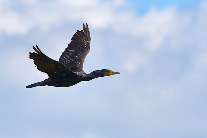 Grand Cormoran  - Hanna Żelichowska
