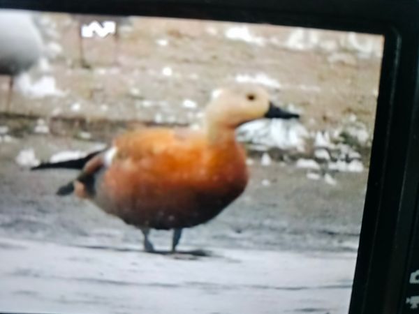 Ruddy Shelduck  - Ewa Janas
