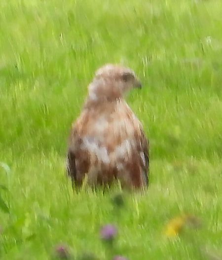Adlerbussard  - Geoff Boulton