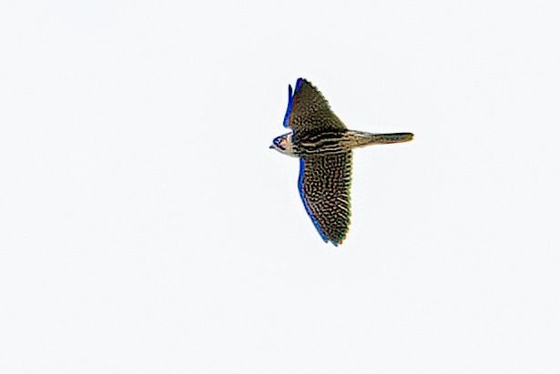 Eurasian Hobby 