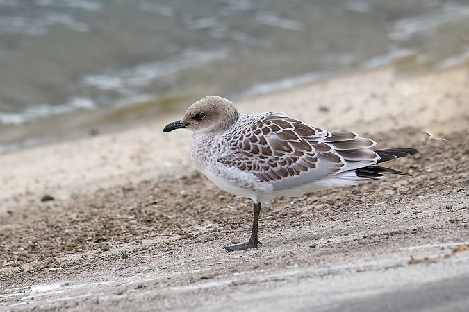 Mediterranean Gull 