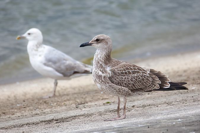 Lesser Black-backed Gull 