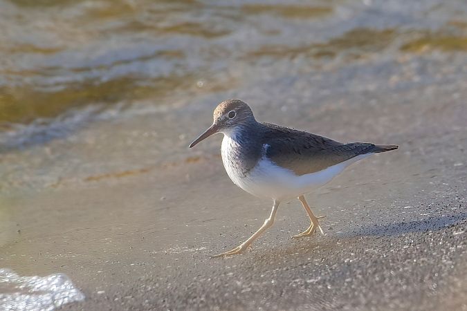 Common Sandpiper 