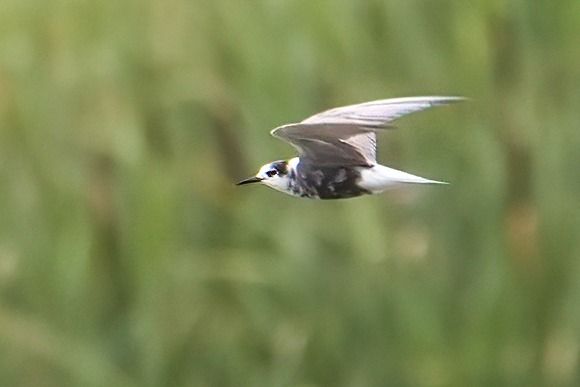 Black Tern 