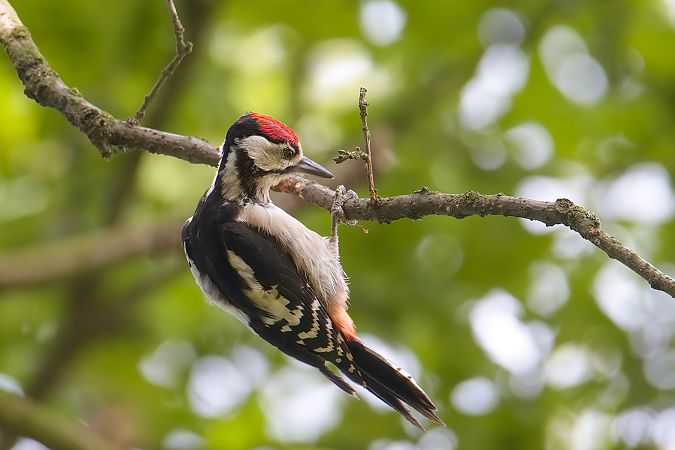 Great Spotted Woodpecker 