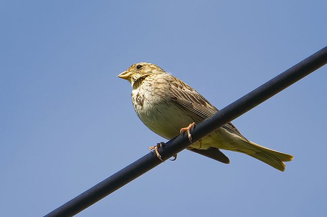 Corn Bunting 