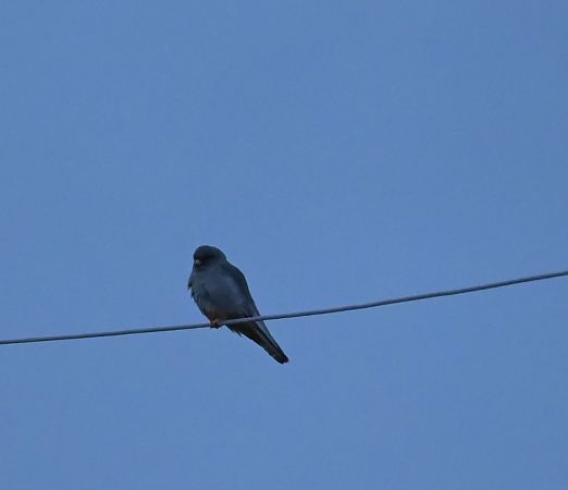 kobczyk  - Marian Giertych