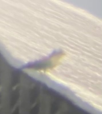 European Roller  - Marian Giertych