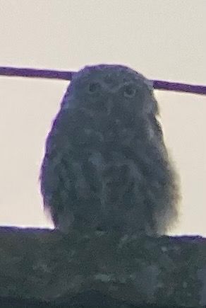 Little Owl  - Marian Giertych