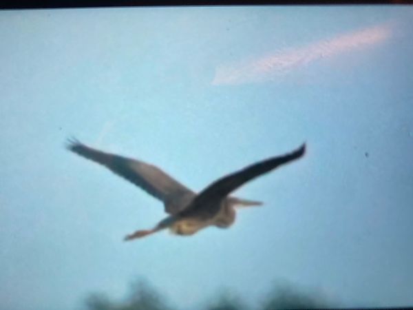 Purpurreiher  - Marian Giertych