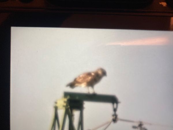 Short-toed Snake Eagle  - Marian Giertych
