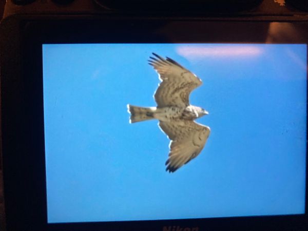 Schlangenadler  - Marian Giertych