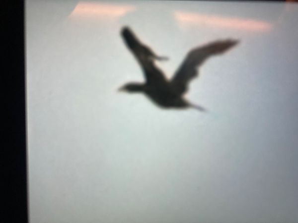 Zwergscharbe  - Marian Giertych