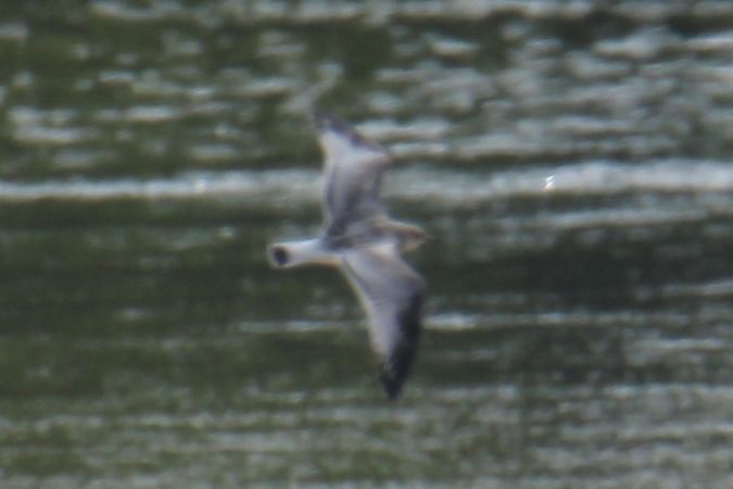 Mouette mélanocéphale  - Krzysztof Nowak