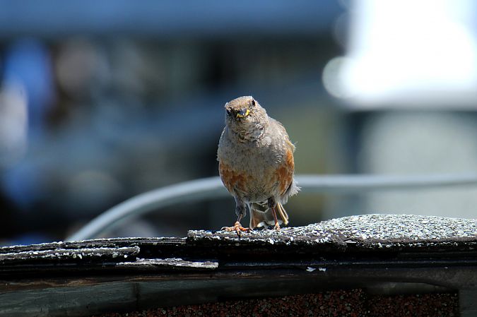 Alpine Accentor  - Krzysztof Nowak