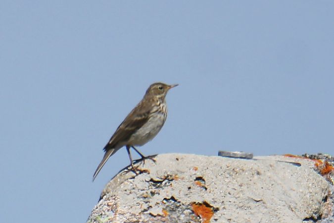 Water Pipit  - Krzysztof Nowak