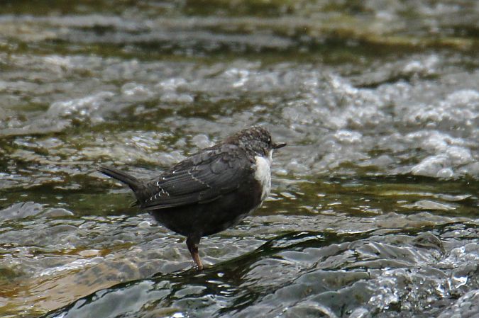 White-throated Dipper  - Krzysztof Nowak