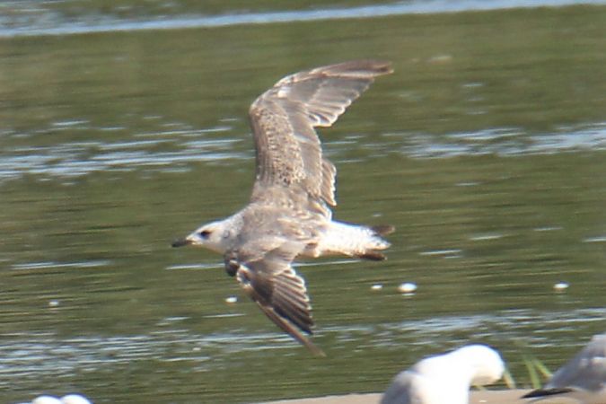 Lesser Black-backed Gull  - Krzysztof Nowak