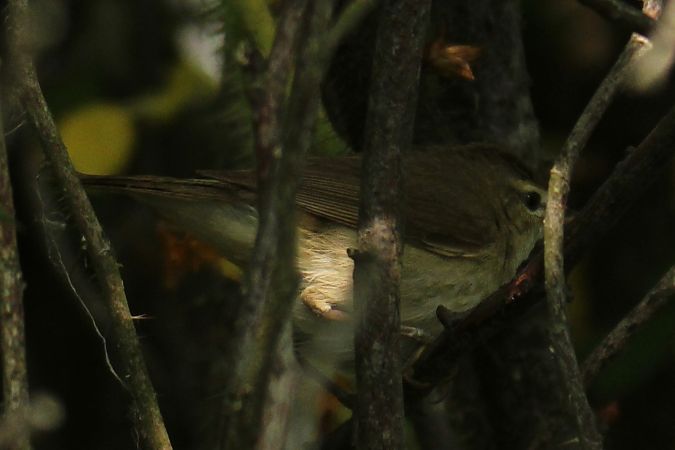 Blyth's Reed Warbler  - Krzysztof Nowak