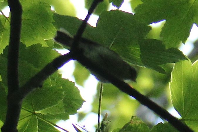 Greenish Warbler  - Krzysztof Nowak