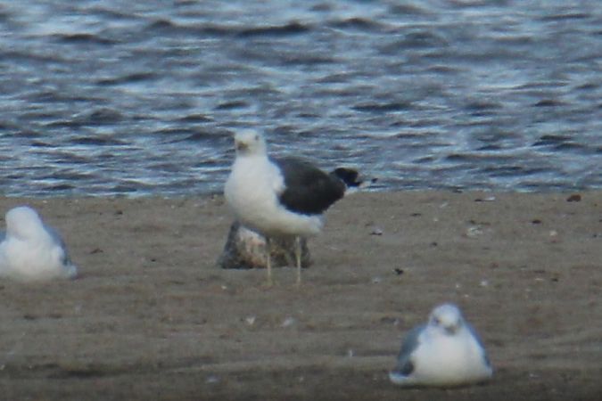 Larus fuscus graellsii / intermedius  - Krzysztof Nowak