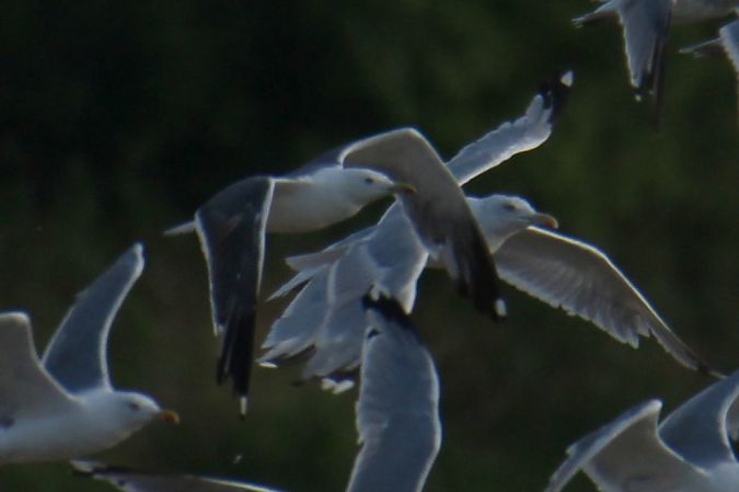 Goéland brun (ssp. graellsii / intermedius)  - Krzysztof Nowak