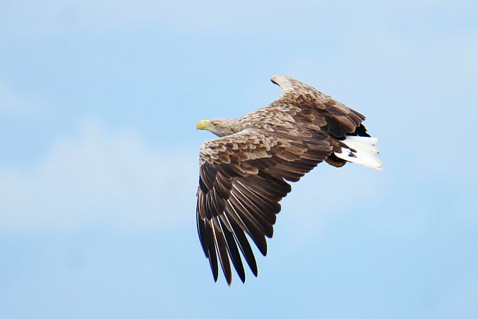 White-tailed Eagle  - Krzysztof Nowak