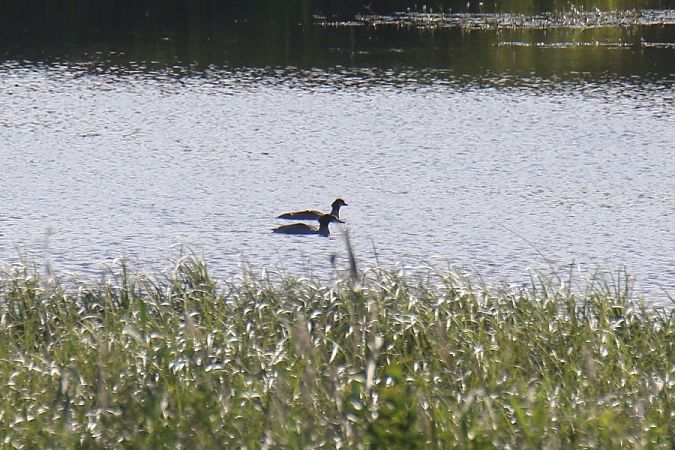 nurogęś  - Mariusz Zub