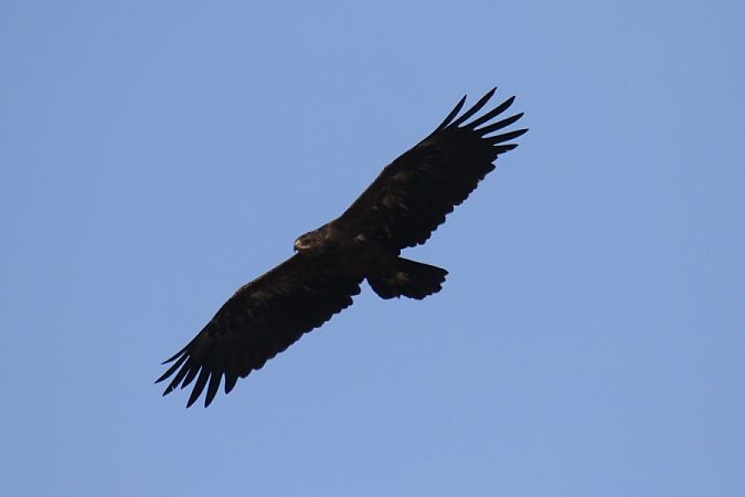 Lesser Spotted Eagle  - Mariusz Zub