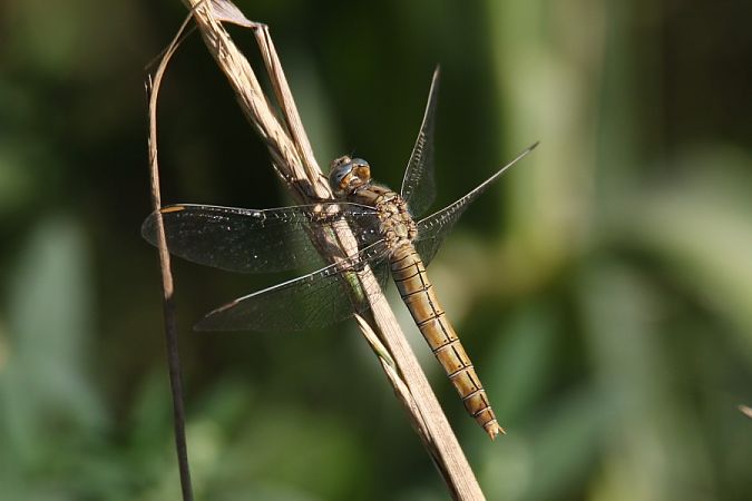 lecicha południowa  - Mariusz Zub