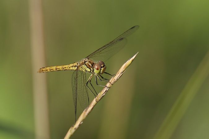Gemeine Heidelibelle  - Mariusz Zub