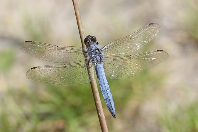 lecicha południowa  - Mariusz Zub