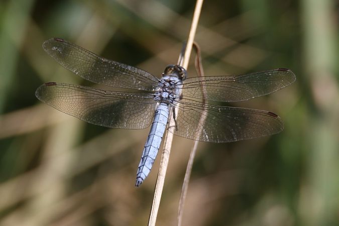 lecicha południowa  - Mariusz Zub