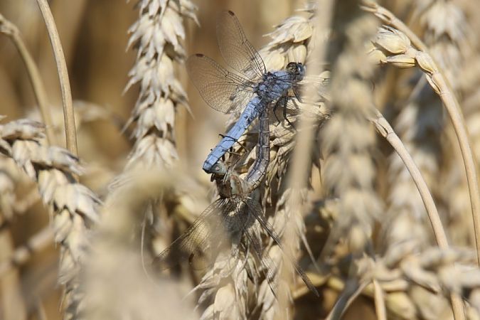 lecicha południowa  - Mariusz Zub