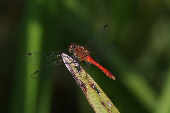 szablak krwisty  - Mariusz Zub