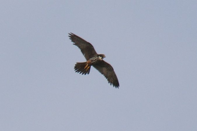 Eurasian Hobby  - Mariusz Zub