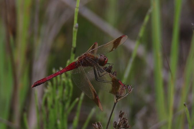 szablak przepasany  - Mariusz Zub