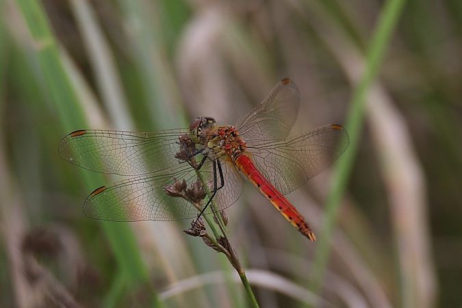 szablak przypłaszczony  - Mariusz Zub