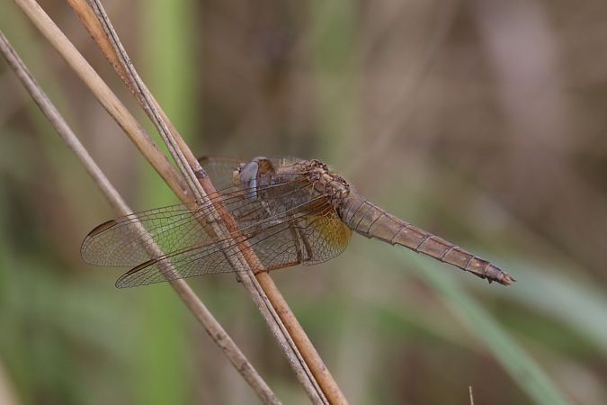 Broad Scarlet  - Mariusz Zub