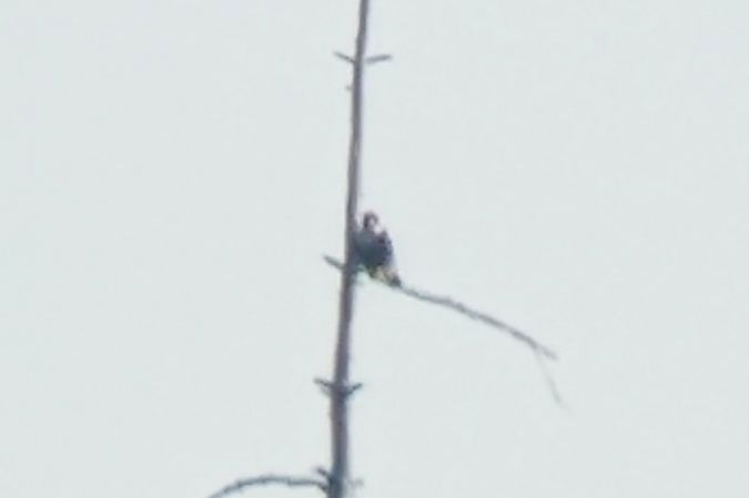 Wanderfalke  - Marcin Dec