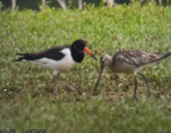 Bar-tailed Godwit  - Adam Szczepańczyk