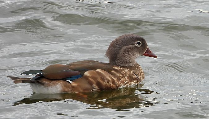 Mandarin Duck 