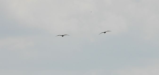 kormoran mały 