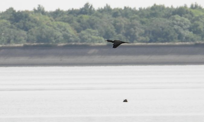 kormoran mały 